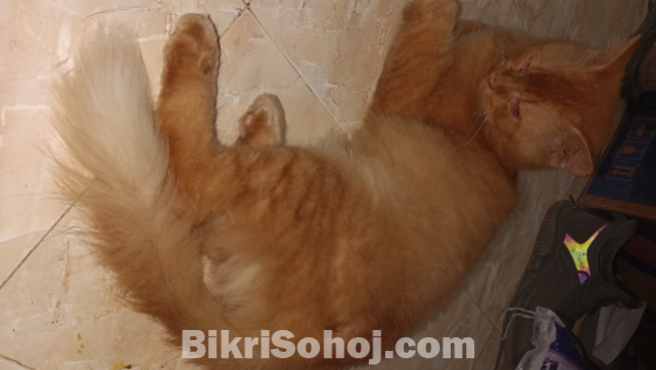 Parshian cat male pure breed